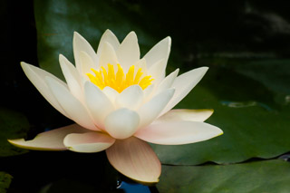 Water Lily 