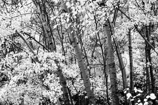 Poplar Trees in the River Valley