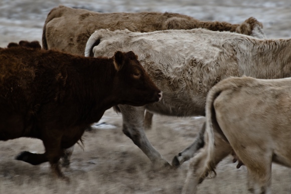 Running Cattle