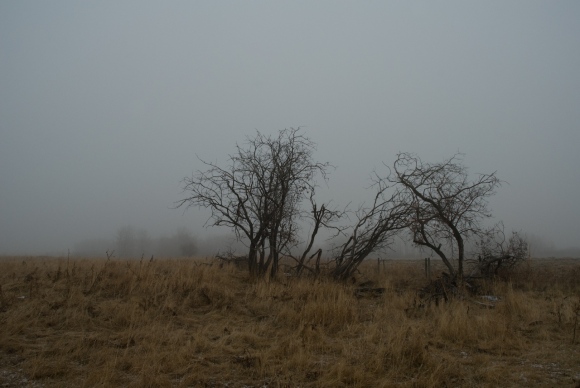 Foggy Fields