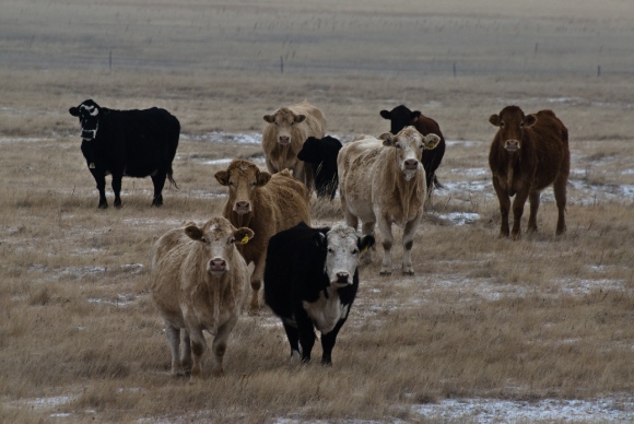 Curious Cows