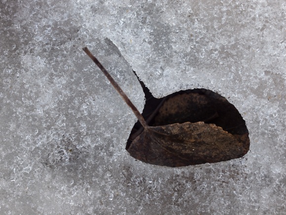 Leaf Embedded in Ice