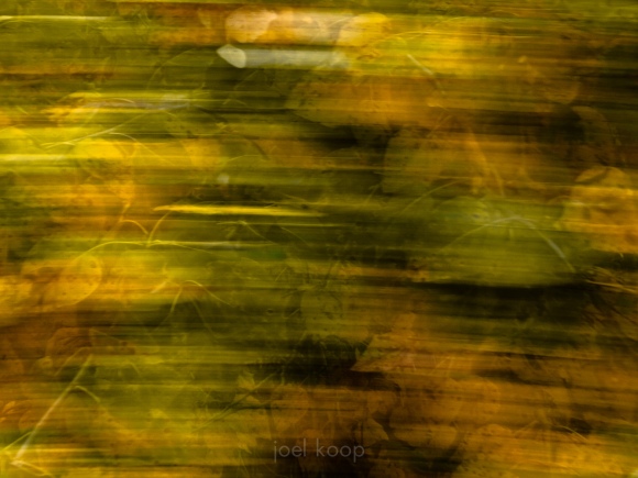 Abstracted Fall Leaves