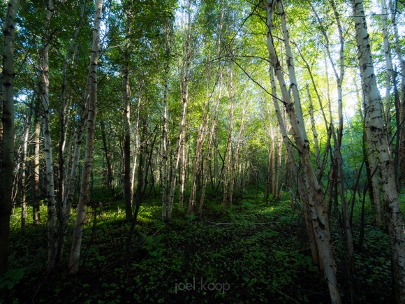 afternoon-stand-of-birch