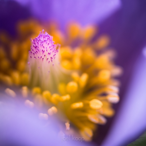 alpine-crocus-stamen