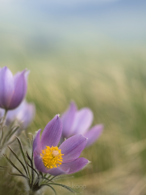 alpine-crocuses