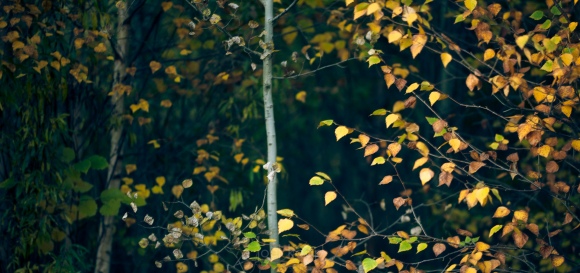 autumn-variety-show