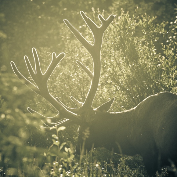 backlit-grazing-elk-in-jasper_0