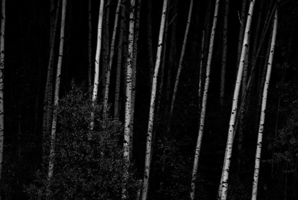 White Trunks in a Dark Forest