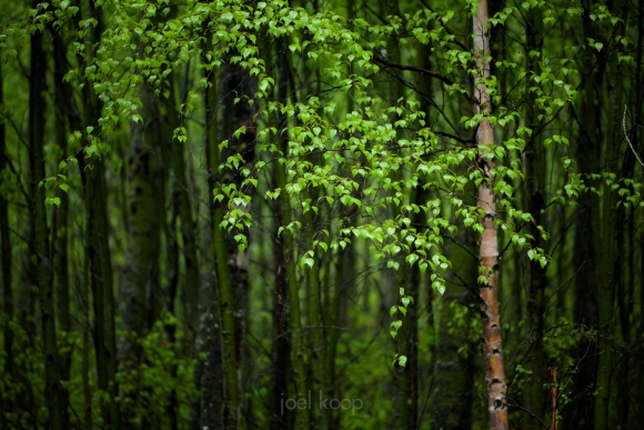 birch-and-green-poplar-trunks-in-the-rain