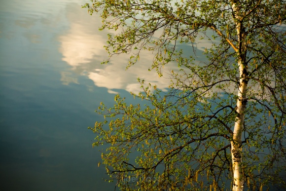 Birch Tree at Bellis Lake