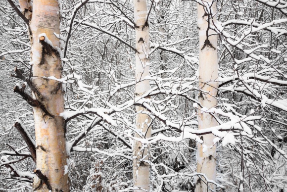 birch-trees-covered-in-snow