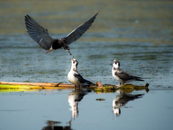 black-tern-feeding-young