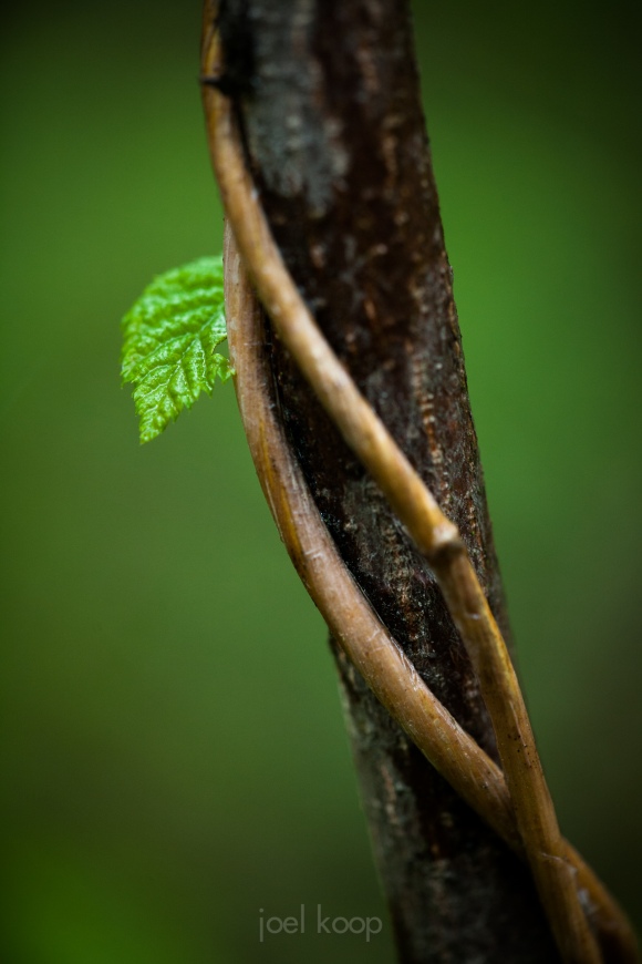 boreal-vine-and-leaf-honeysuckle