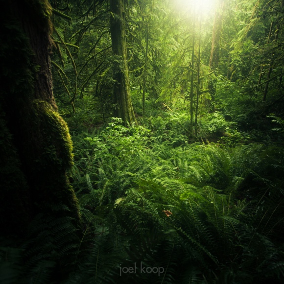 british-columbia-rainforest-ferns