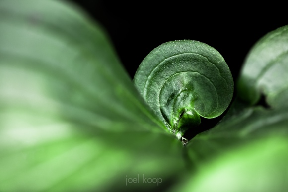 bunchberry-at-bellis-lake_1