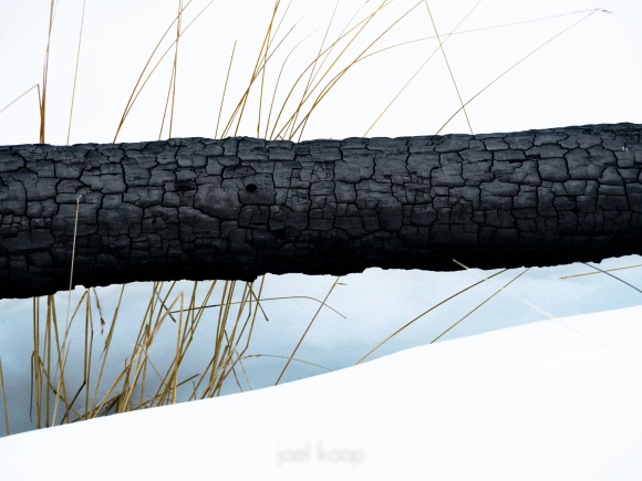 burned-log-and-grass-in-winter