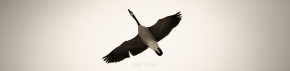 canada-goose-in-flight