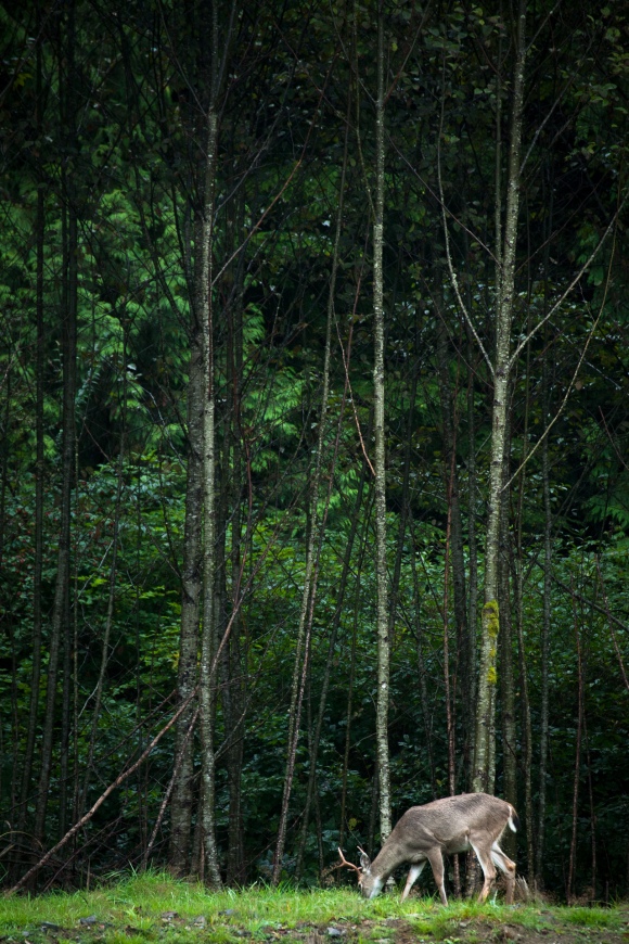 deer-grazing