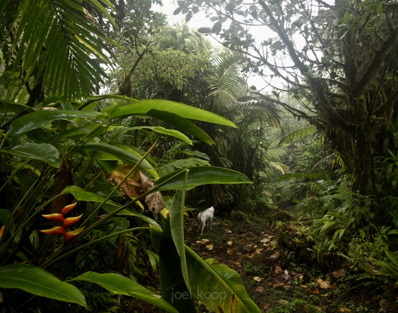 dogs-on-a-jungle-trail-in-dominica