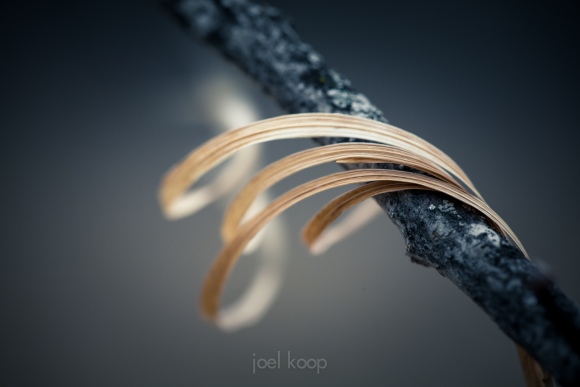 dry-grass-blowing-over-poplar-branch