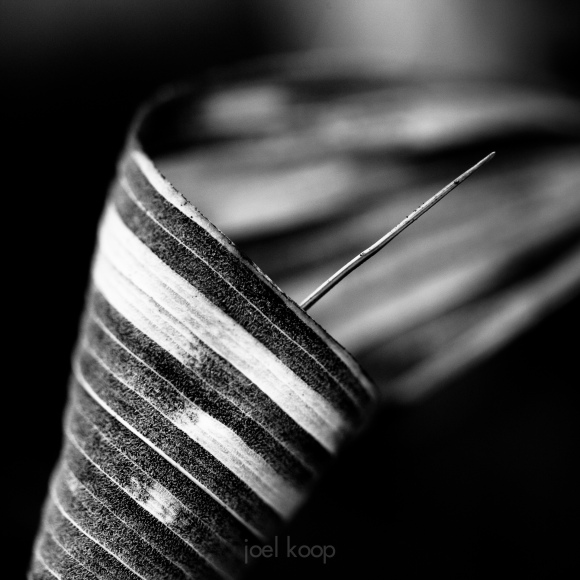 dry-leaf-curled-around-grass