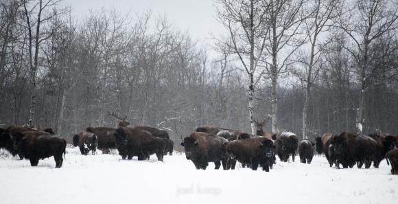 elk-in-a-herd-of-bison