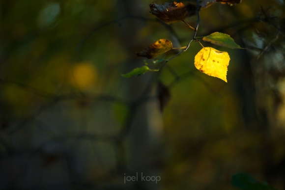 fall-birch-leaf-caught-by-evening-light