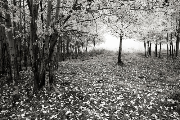 fall-black-and-white-landscape