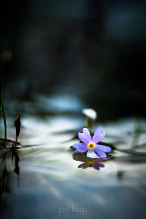 flooded-flower_0