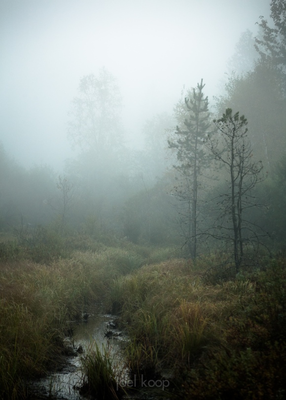 foggy-morning-swamp-north-thompson-river