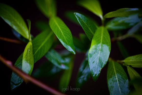 glistening-wet-willow-leaves