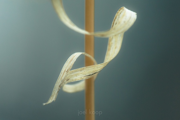 grass-drawing-in-space