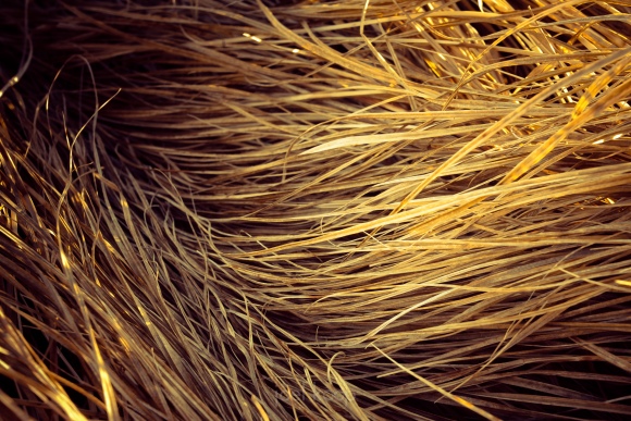 grass-wind-patterns