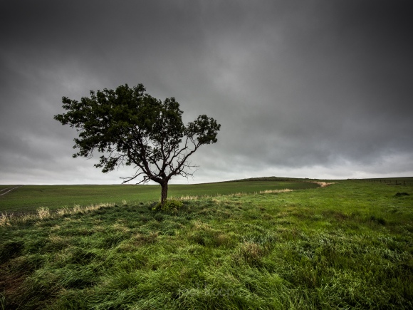 grasslands-east-block-tree