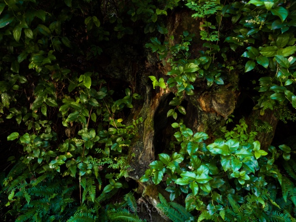 green-foliage-stump-leaves