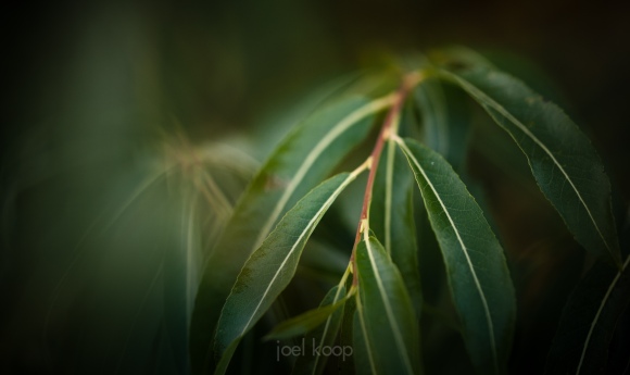 green-willow-leaves
