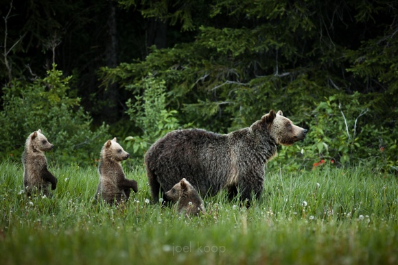 grizzly-bear-and-three-cubs