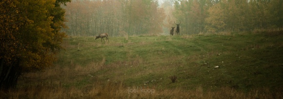 herd-elk-fall-field-2