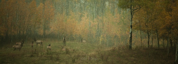 herd-elk-fall-field