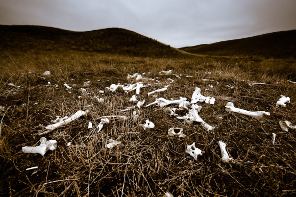 Scattered Bones in Grasslands
