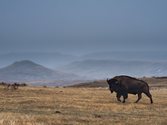 Bison in Grasslands National Park
