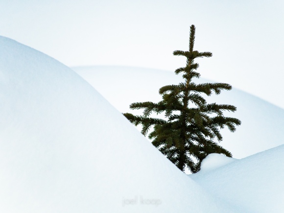 little-spruce-in-snow_0