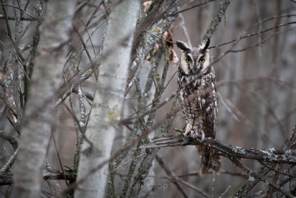 long-eared-owl-on-a-willow