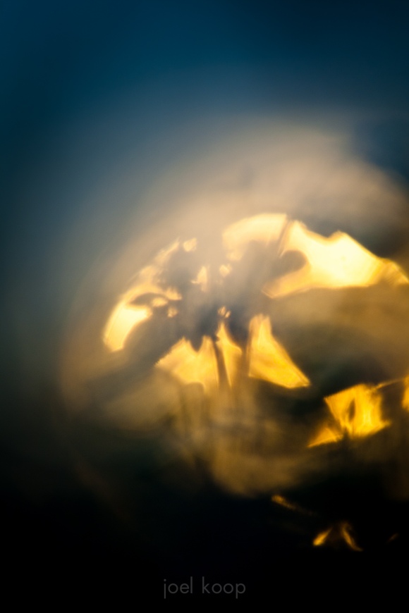 Abstracted Dogbane
