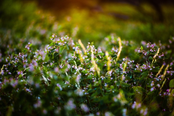 Dogbane and Grass