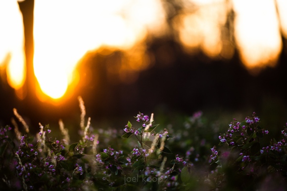 Dogbane Against a Sunset