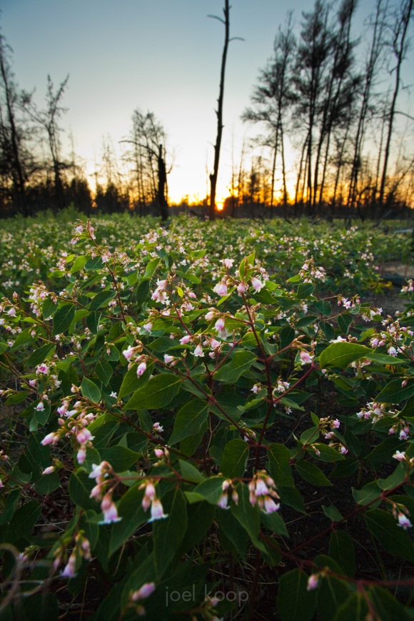 Dogbane after a Forest Fire