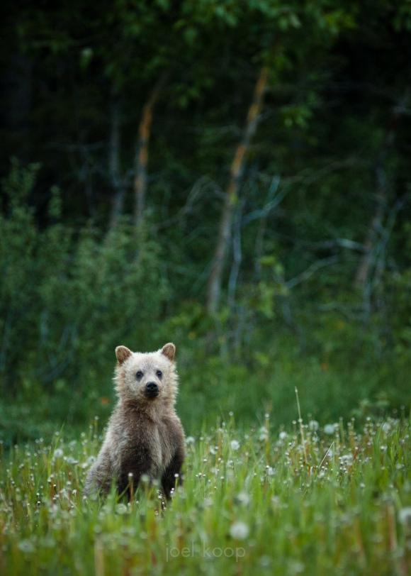 Grizzly Cub