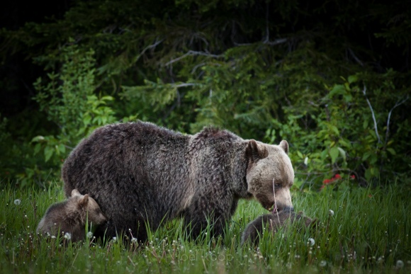 Grizzly and Two Cubs